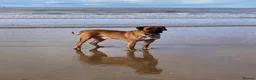 Boerboel dogs for sale: Boerboel puppies  in Southport - Advert 6