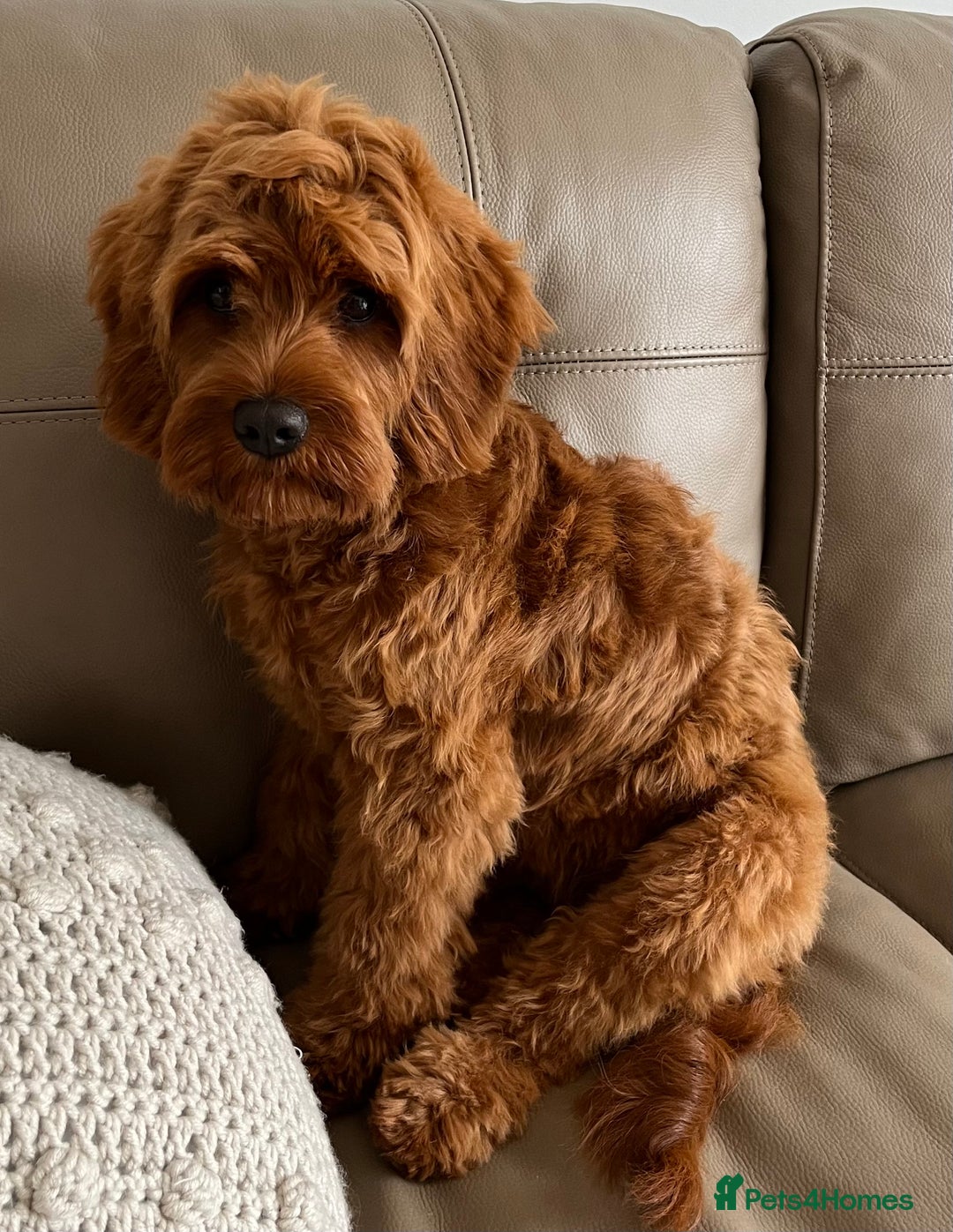 Cavapoo dogs for sale: Stunning chunky cavapoos - Advert 1