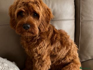 Cavapoo dogs Stunning chunky cavapoos - Advert 6