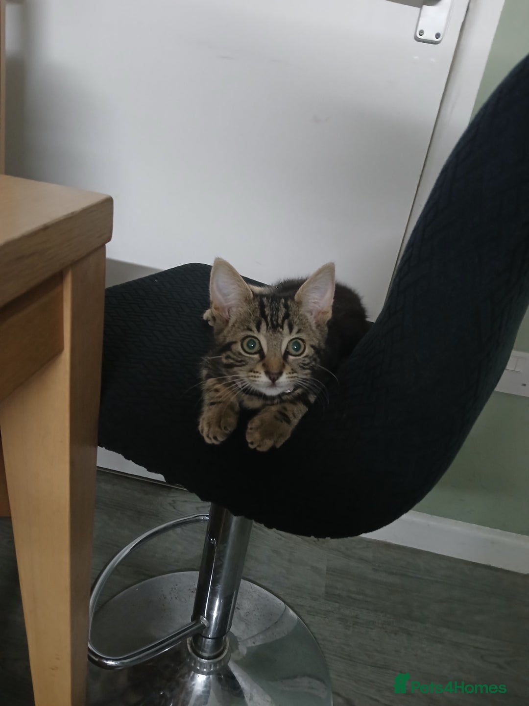 Bengal cats for sale: 2 brothers for sale  - Image 8
