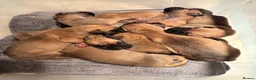 Great Dane dogs for sale: Exceptional quality Great Dane puppies in Crewe - Advert 6