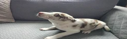 Border Collie dogs for sale: Border collie puppies - Advert 4