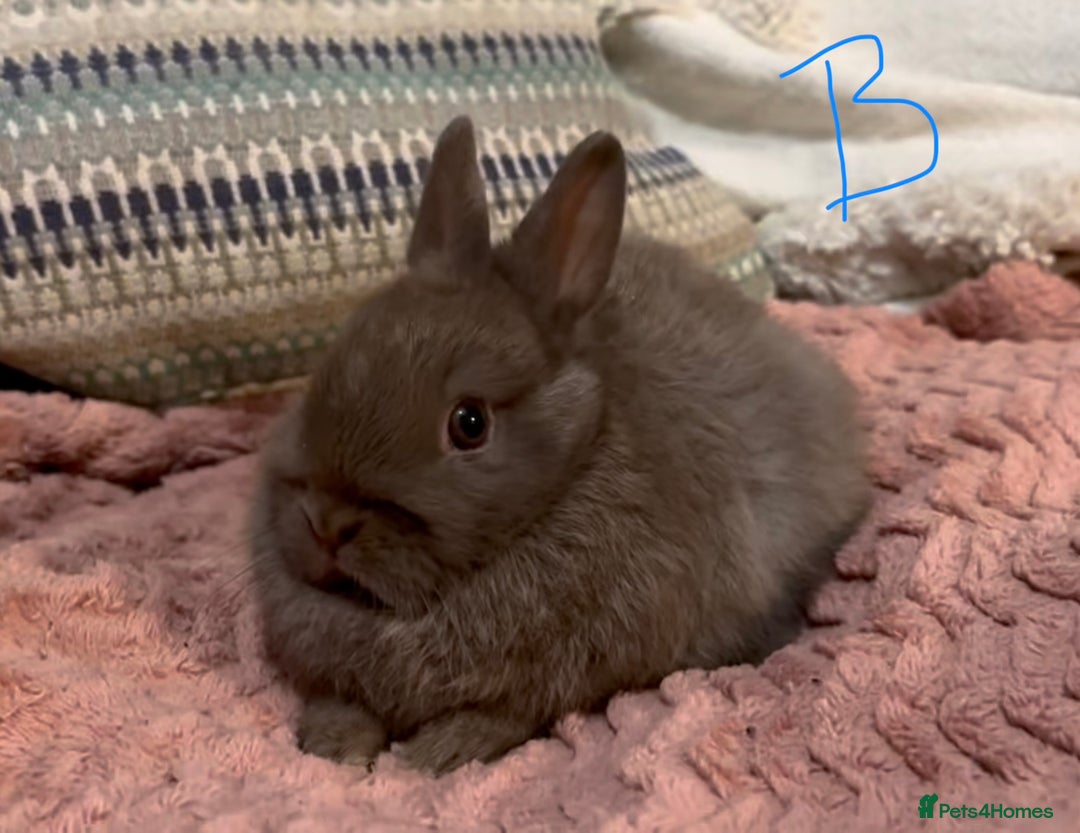 Netherland Dwarf rabbits for sale: 2 beautiful chocolate coloured netherland dwarfs - Advert 1