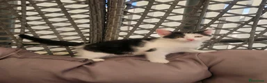 Mixed Breed Kitten 1