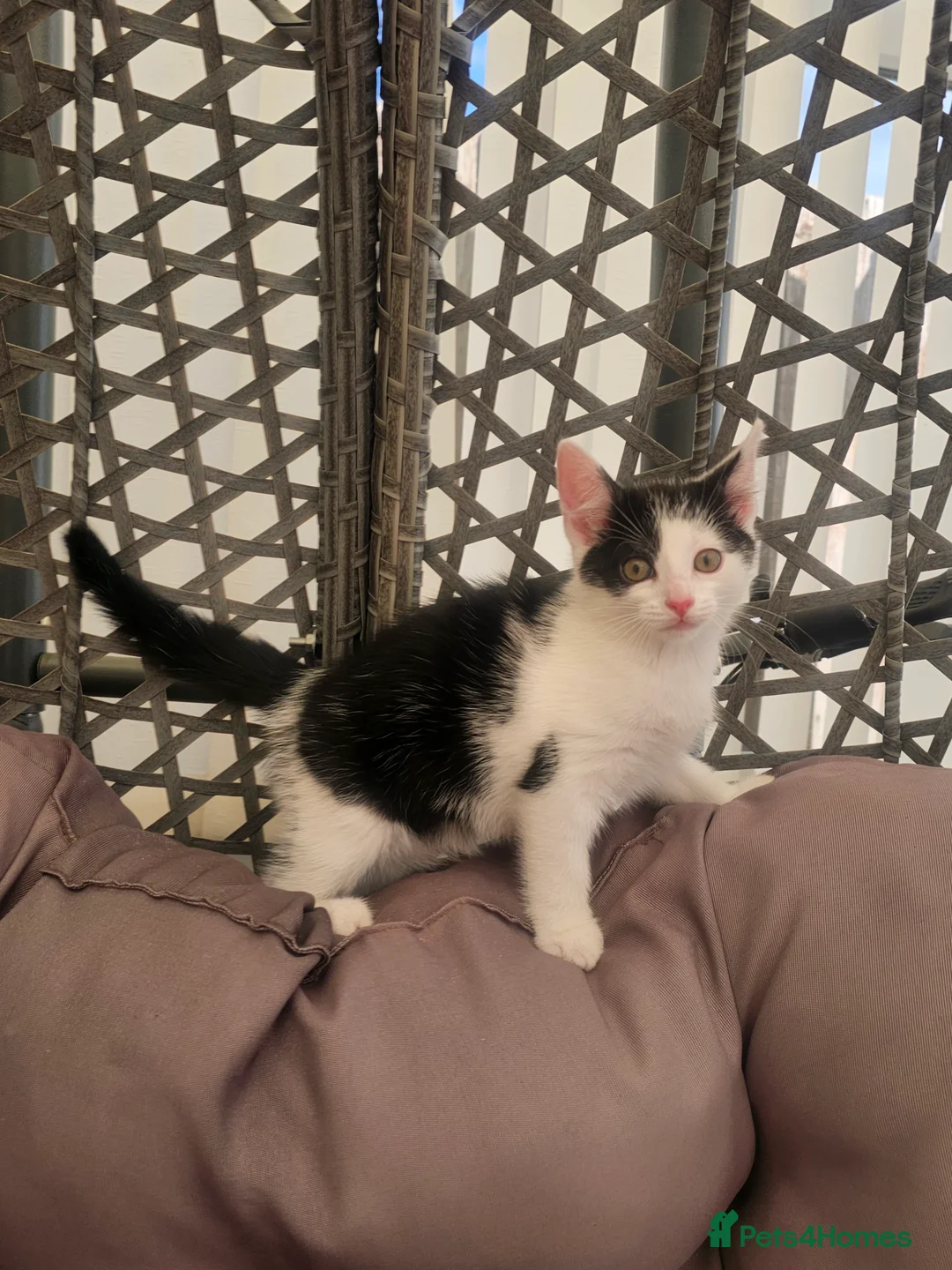 Mixed Breed cats for sale: Kitens in Bourne - Advert 2