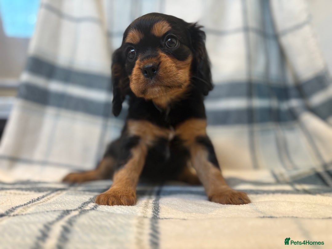 Cavalier King Charles Spaniel dogs for sale: 4 stunning B&t chocolate carrier cavaliers - Image 4