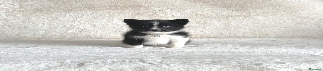 Pomsky Puppy 3