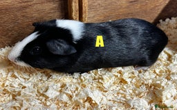 Guinea Pig rodents for sale: Boars and Sows - Image 6
