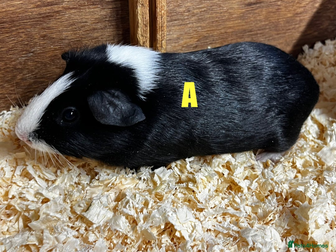 Guinea Pig rodents for sale: Boars and Sows - Image 6