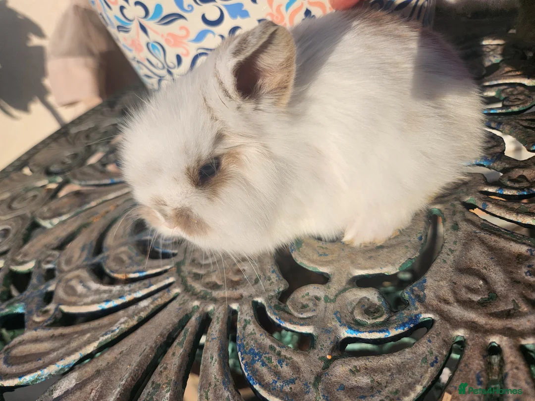 Lionhead rabbits for sale: CUTE BLUE EYES BABY Lionheads double mane. B - Advert 7