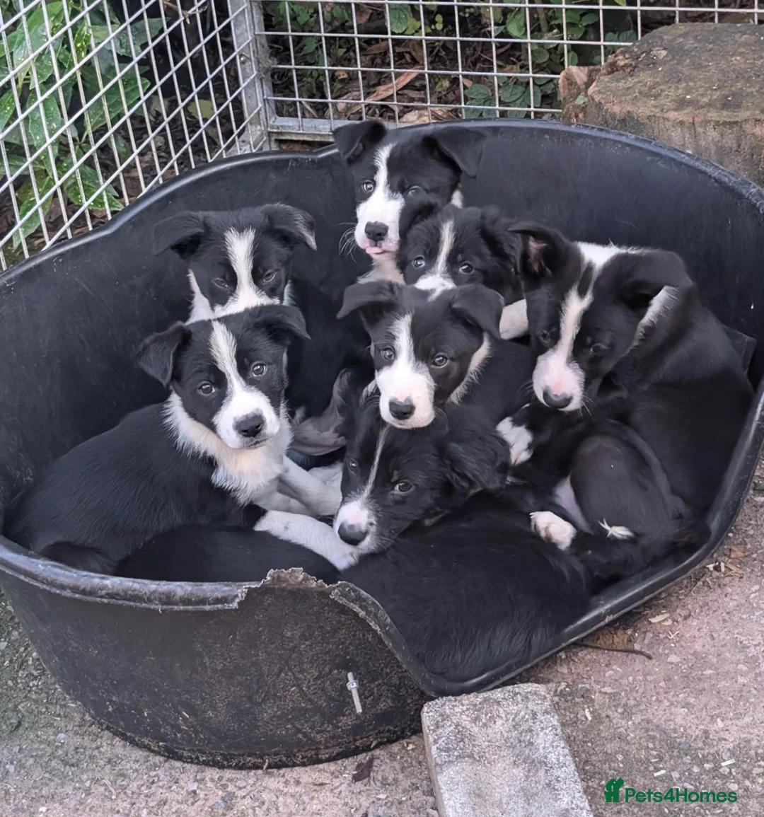 Border Collie dogs for sale: Border Collie Pups in Lancaster - Advert 2