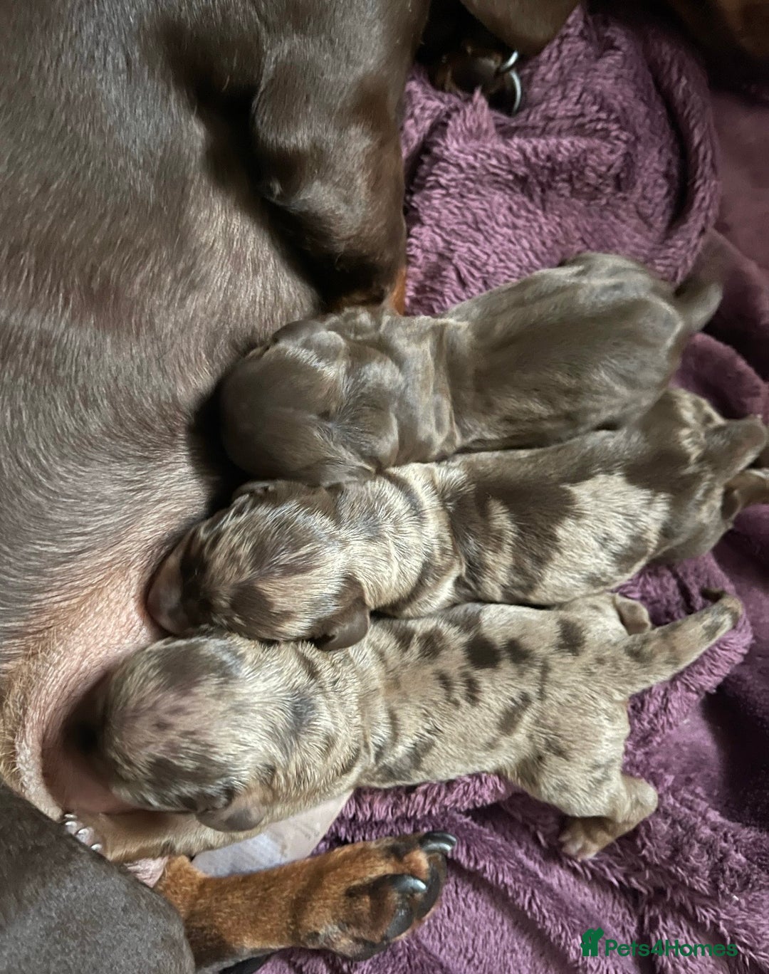 Miniature Dachshund dogs for stud: PROVEN KC Miniature Dachshund Stud in Derby - Advert 9