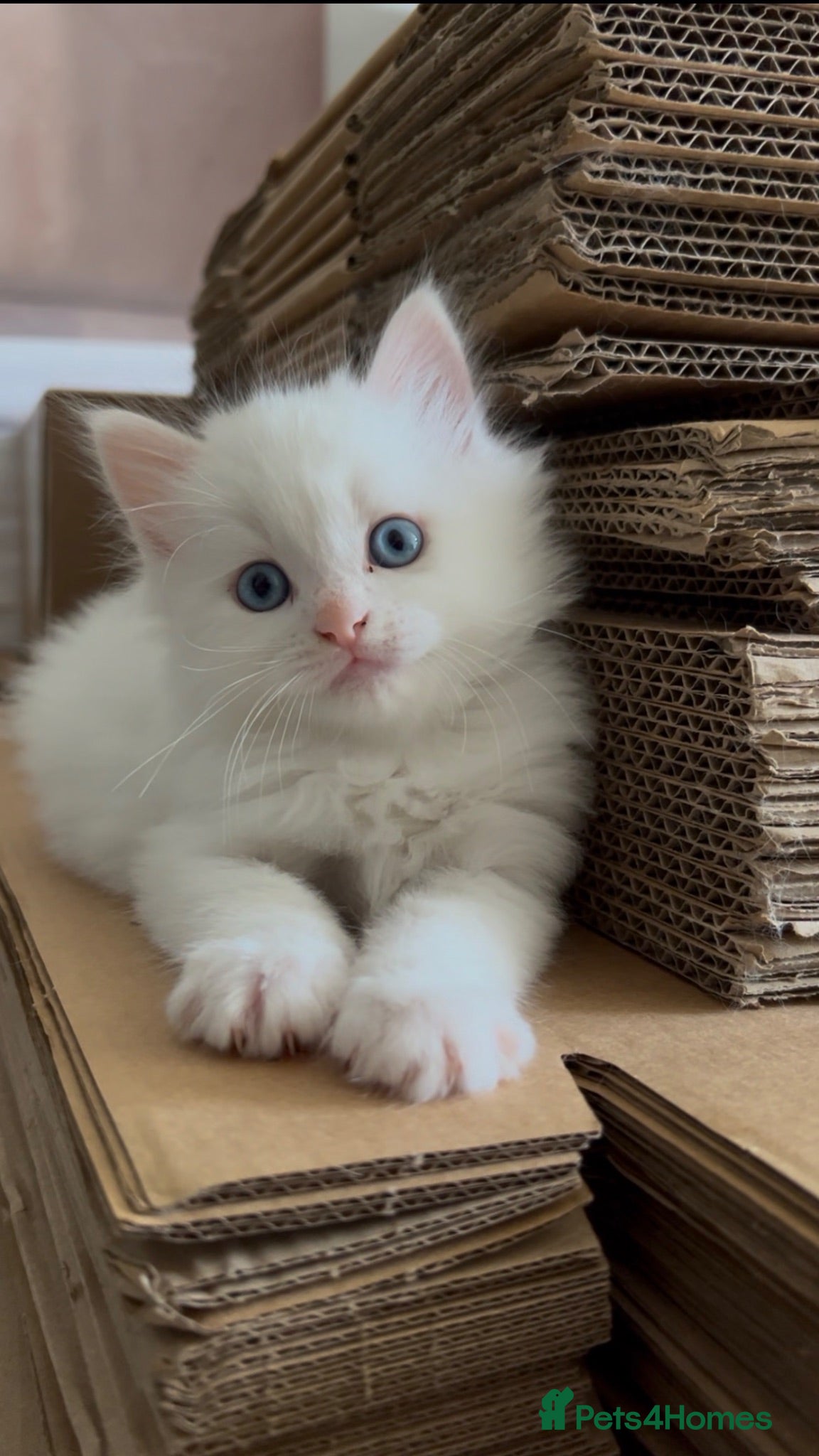 Turkish Angora cats A New Litter of TheTurkishAngoras - Advert 12