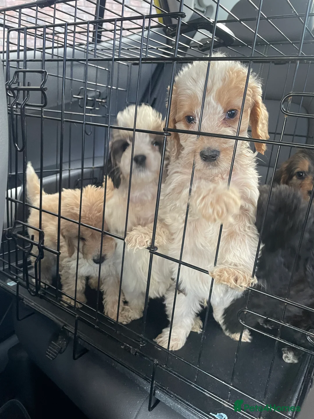 Cockapoo dogs for sale:  Cockapoo Puppies Ready for Loving Homes  - Advert 25