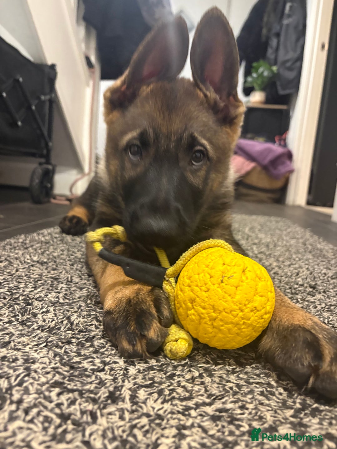 German Shepherd dogs for sale: Working GSD Puppy - Advert 4