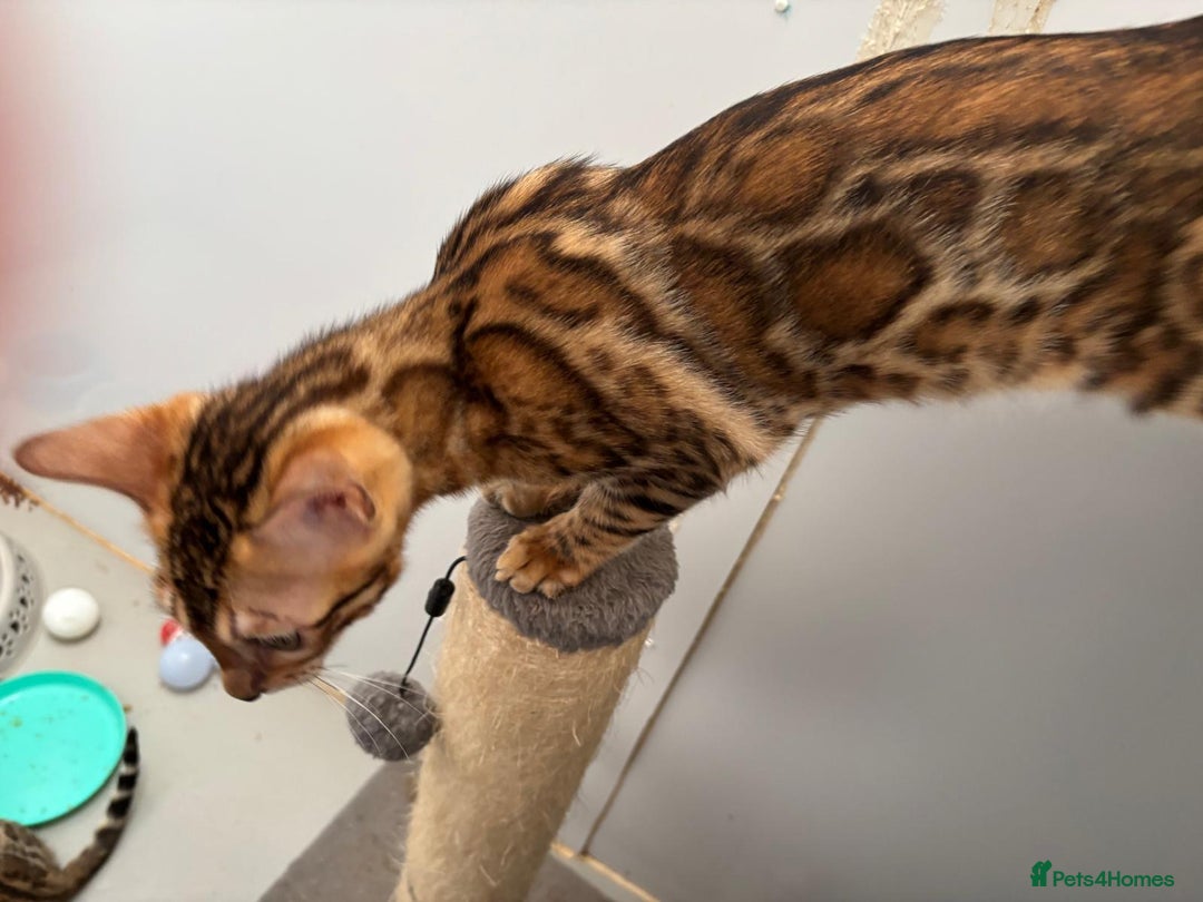 Bengal cats for sale: TICA brown rosetted female bengal kittens - Image 7