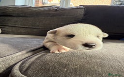 Siberian Husky dogs for sale: Husky puppies for sale - Image 19