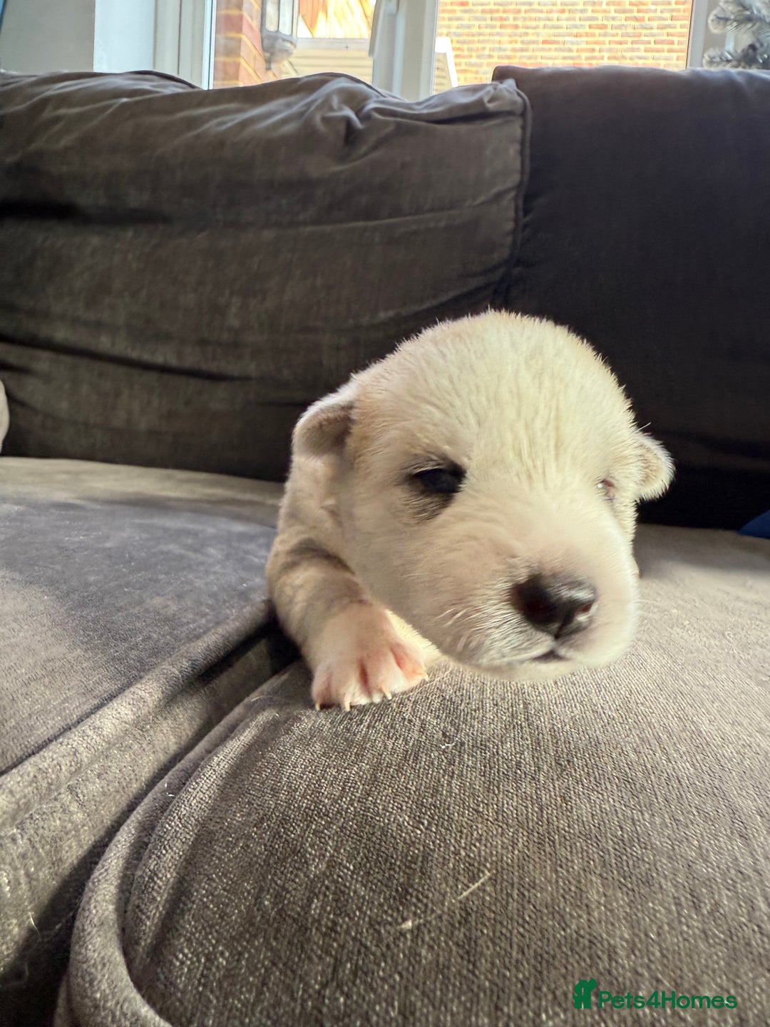 Siberian Husky dogs for sale: Husky puppies for sale - Image 19