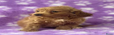 Cavapoo Puppy 5