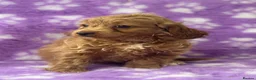 Cavapoo dogs for sale: Extensively health tested red Cavapoo babies in West Malling - Advert 7