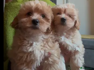 Mixed Breed dogs 2left ! 4 beautiful cavapoochon puppies ready - Advert 7