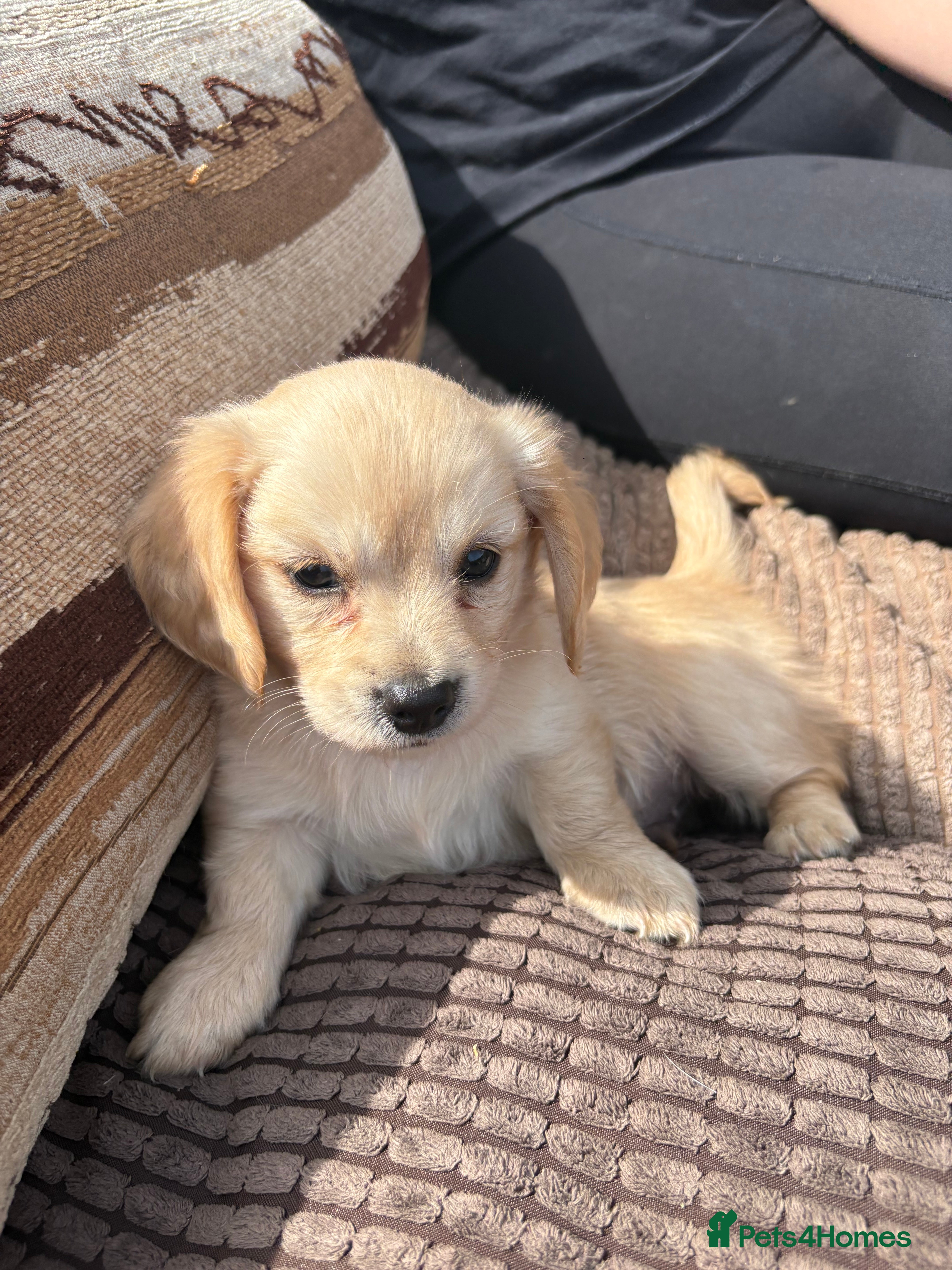 Chiweenie dogs Dachshund x chihuaua - Advert 2