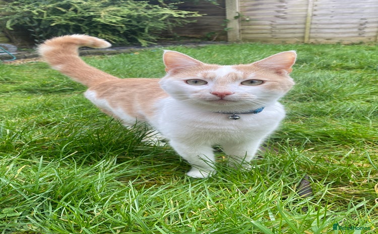 Mixed Breed cats - Advert 1