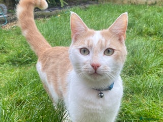 Mixed Breed cats - Advert 1