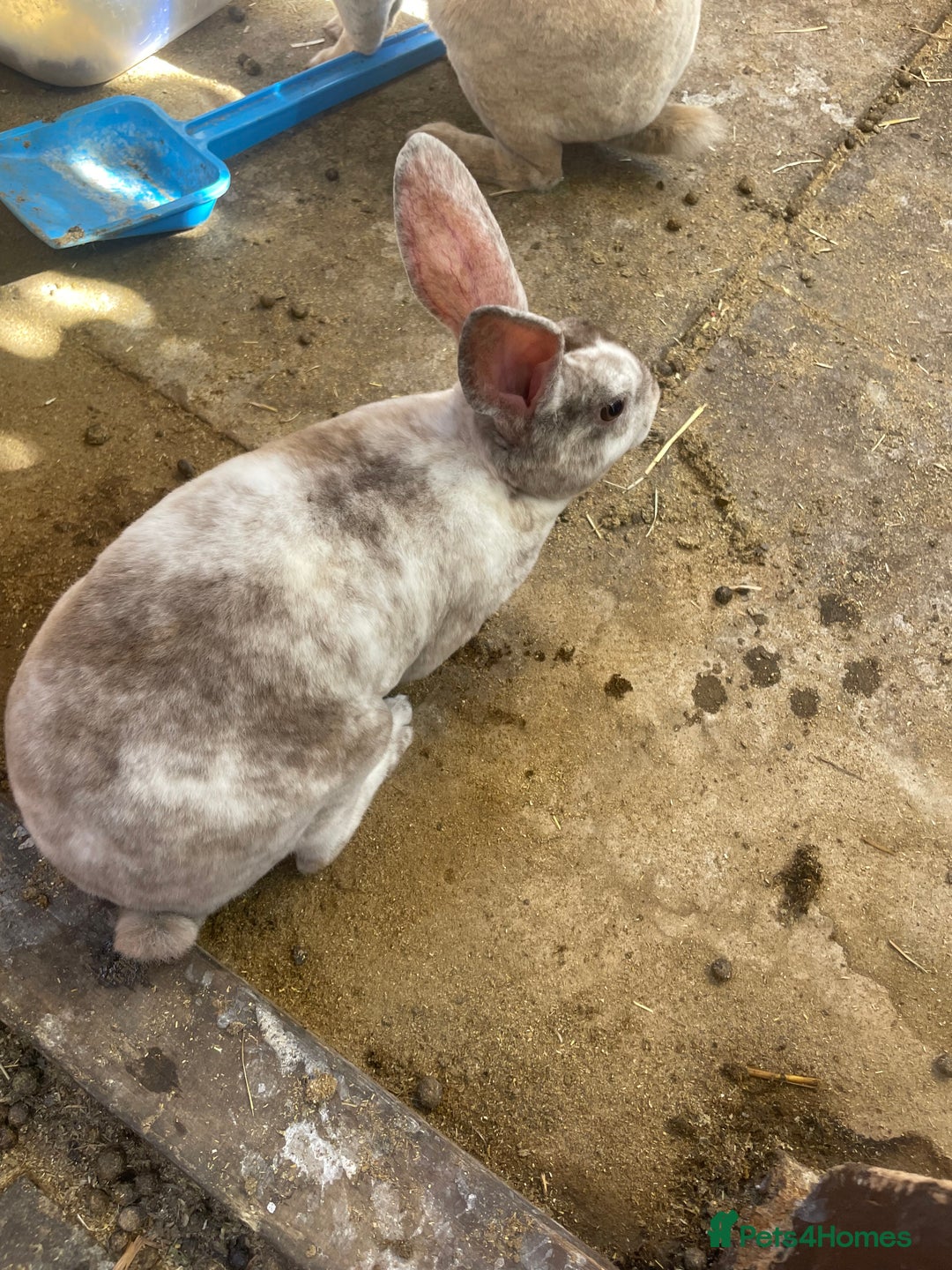 Rex rabbits for sale: Mini Rex READY TO LEAVE NOW  in Kidderminster - Image 6