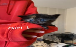 Mixed Breed cats for sale: 6 mixed breed kittens - Image 1