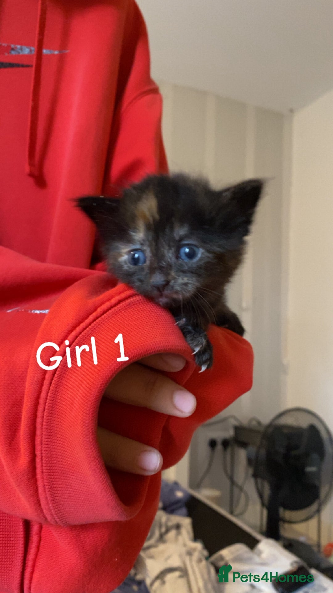 Mixed Breed cats for sale: 6 mixed breed kittens - Image 1