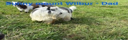 Goats livestock for sale: Pedigree Registered Pygmy Goat Kids - Advert 9