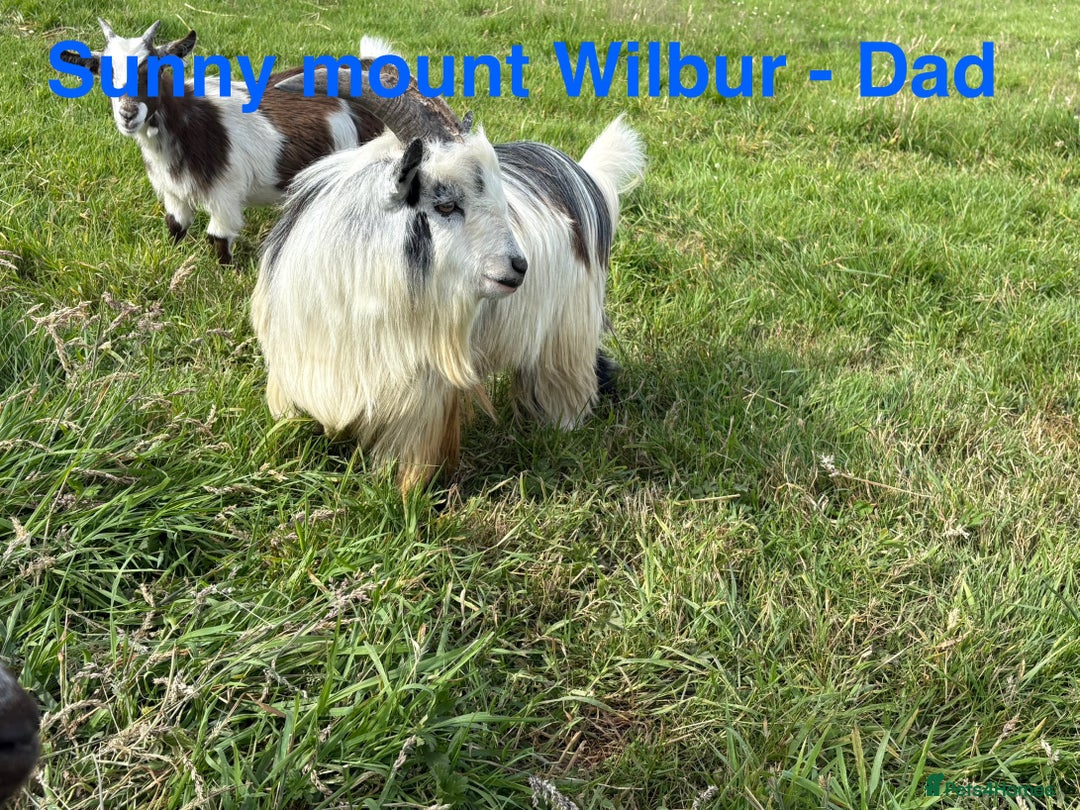 Goats livestock for sale: Pedigree Registered Pygmy Goat Kids - Advert 9