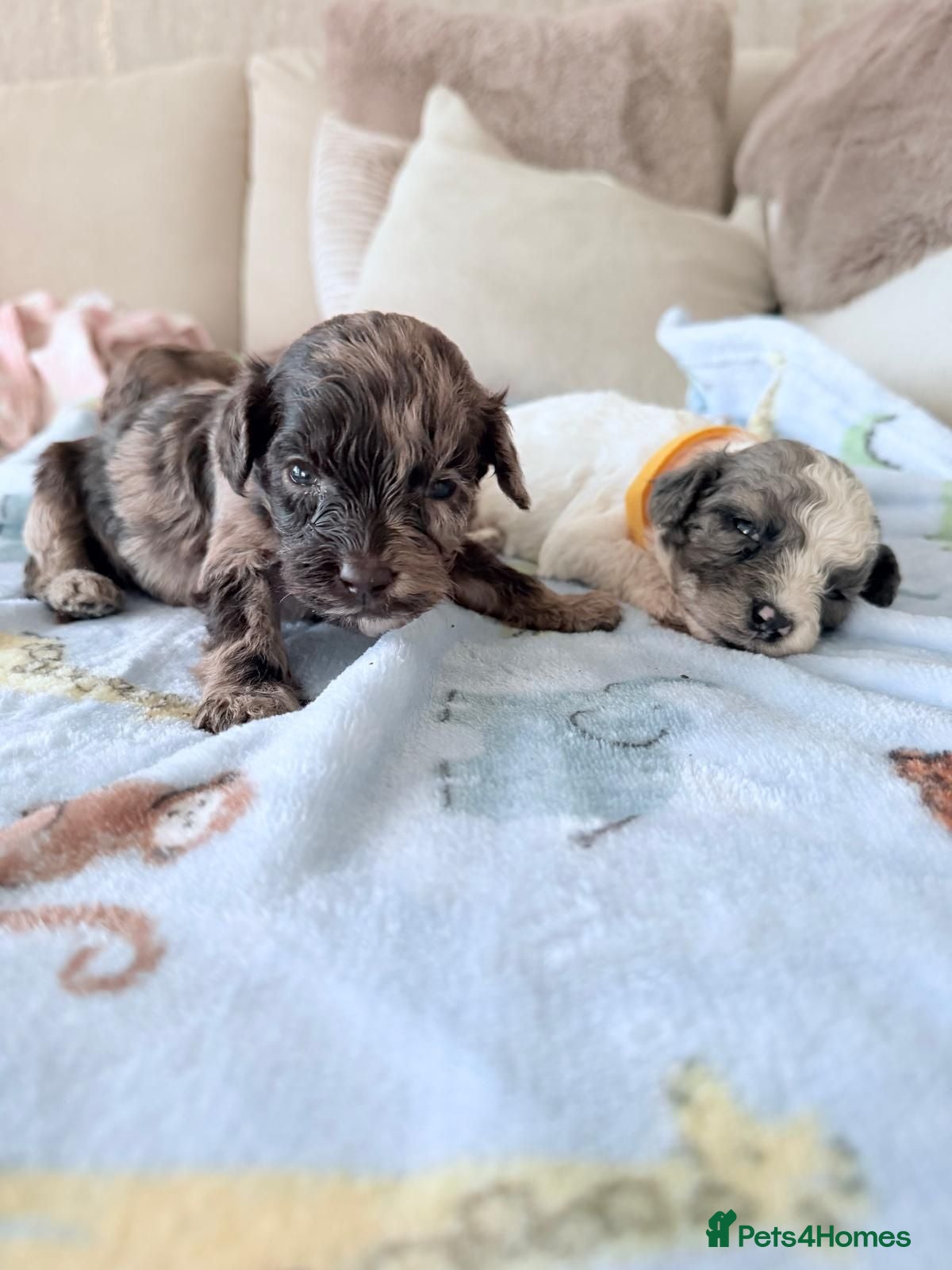 Toy Poodle dogs Toy Poodle Puppies  - Advert 1