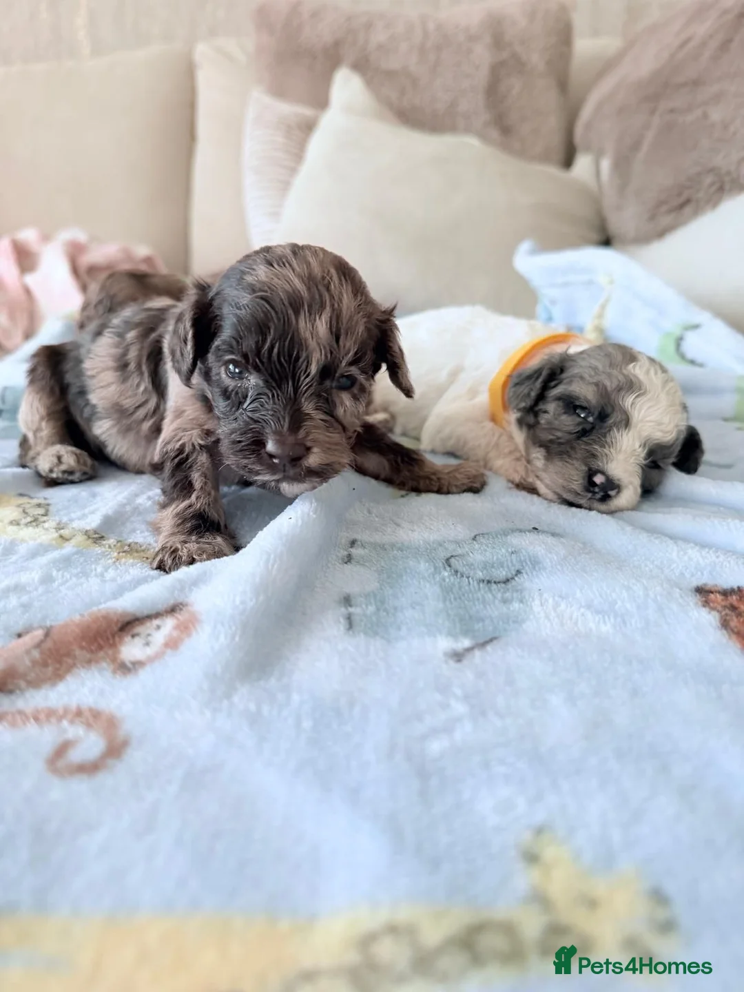 Toy Poodle dogs for sale: Toy Poodle Puppies  - Advert 1