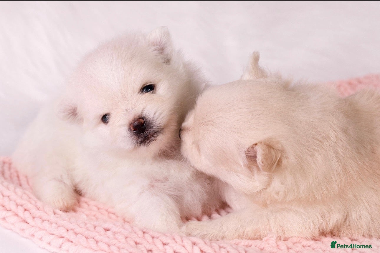 Pomeranian dogs  **  Teddy Bear Pomeranian Boys 🐻🐾 - Advert 2