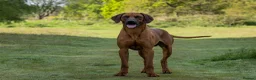 Rhodesian Ridgeback dogs for sale: KC Rhodesian Ridgebacks - Advert 15