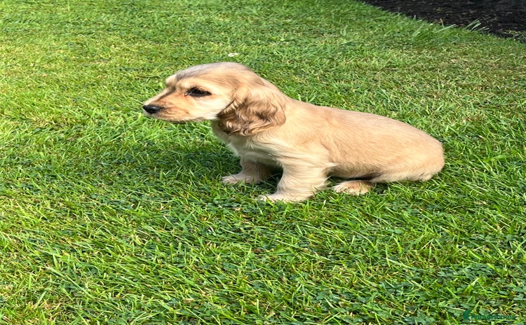 Cocker Spaniel dogs in Bradford - Advert 14
