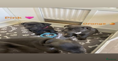 Staffordshire Bull Terrier dogs - Advert 13