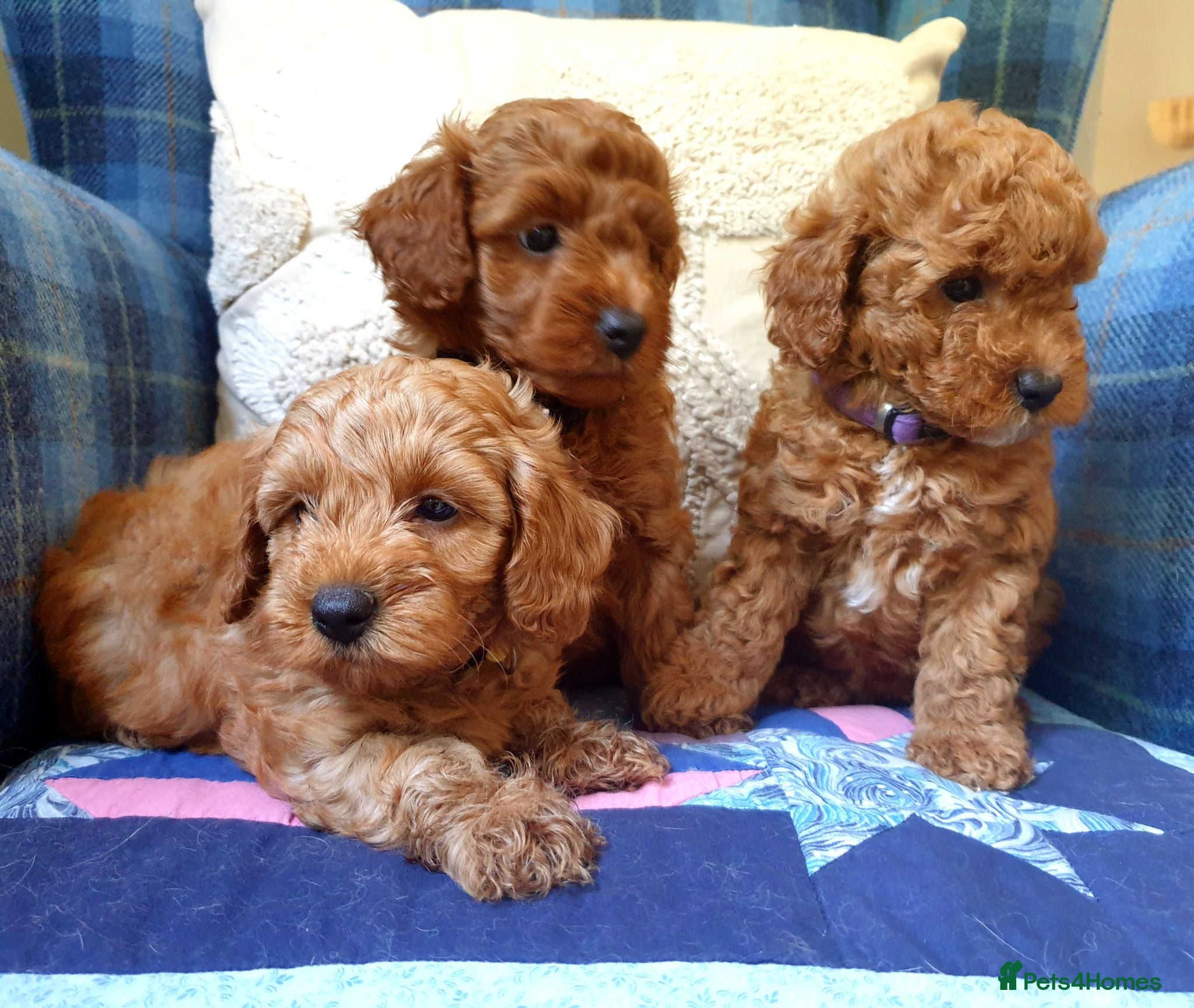 Maltipoo dogs F1bb Cotonoodle, health tested parents red apricot - Advert 2