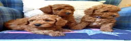 Maltipoo dogs for sale: F1bb Cotonoodle, health tested parents red apricot - Advert 2