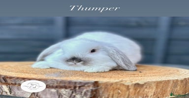 Mini Lop rabbits - Advert 13