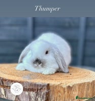 Mini Lop rabbits - Advert 5