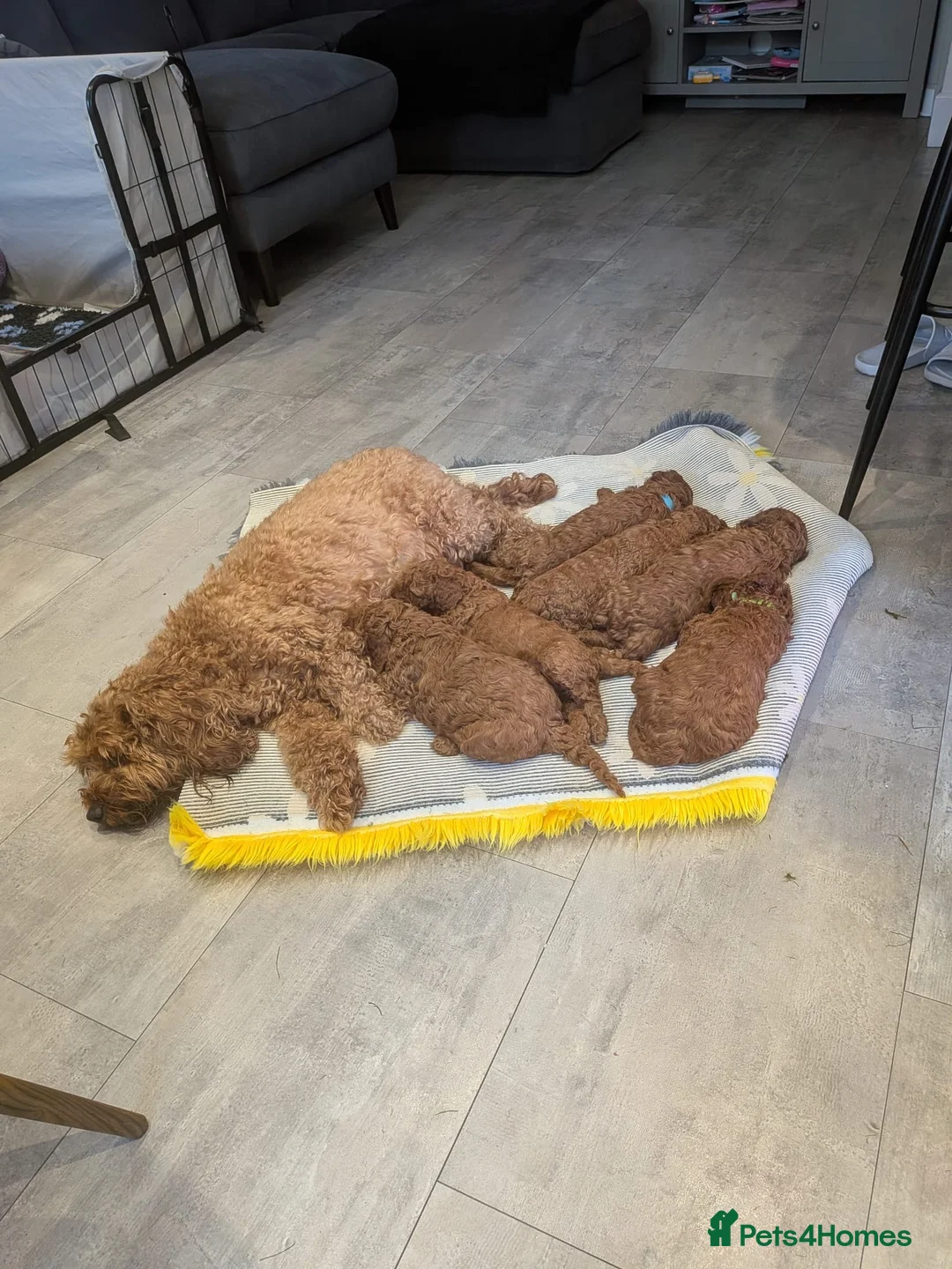 Cavapoo dogs for sale: Cavapoo Puppies Born to Steal Hearts - Advert 2