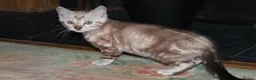 Bengal cats for sale: Beautiful TICA Registered Male Bengal Kittens - Advert 8