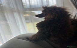 Miniature Poodle dogs for sale: Chesie – From Inter Champion Parents 💖 - Image 2