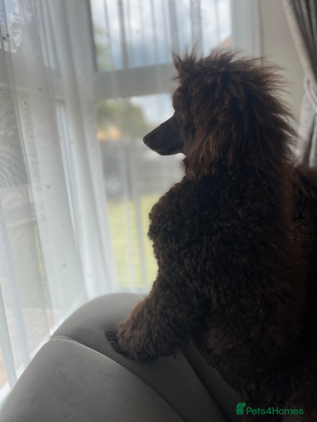 Miniature Poodle dogs for sale: Chesie – From Inter Champion Parents 💖 - Image 2