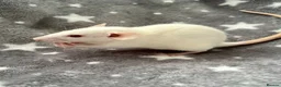 Rat rodents for sale: Baby Dumbo Dwarf Rats Male And Female  - Advert 4