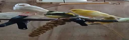 Canaries birds for sale: Mixed canaries  in Halstead - Advert 3