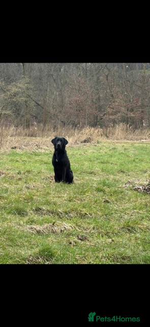 Labrador Retriever dogs KC registered stunning black labradors  - Advert 2
